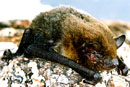 Pipistrellus sp.